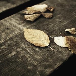 日本视频特黄AAA
